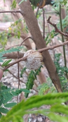 Hierodula tenuidentata