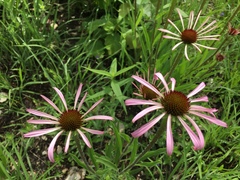 Echinacea simulata