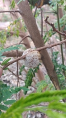 Hierodula tenuidentata