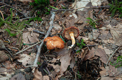 Rhodophana nitellina