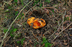 Stephanospora caroticolor