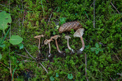 Pseudoomphalina kalchbrenneri