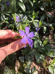 Vinca minor