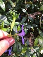 Vinca minor