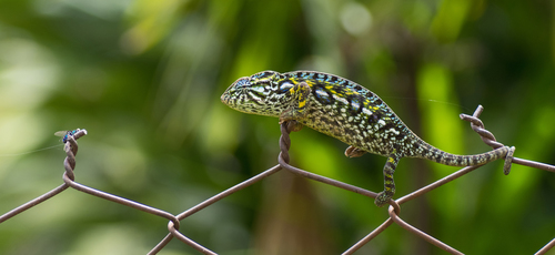 Carpet Chameleon