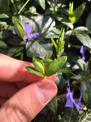 Vinca minor