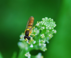 Sphaerophoria menthastri