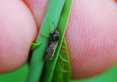 Dimorphopterus pallipes