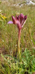 Anacamptis papilionacea papilionacea