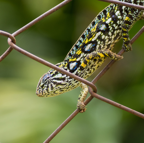 Carpet Chameleon