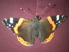 Vanessa atalanta