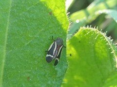 Notozulia entreriana