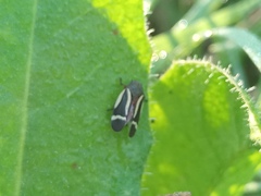 Notozulia entreriana