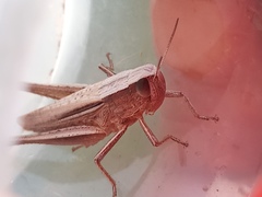 Amblytropidia australis