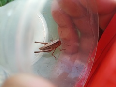 Amblytropidia australis