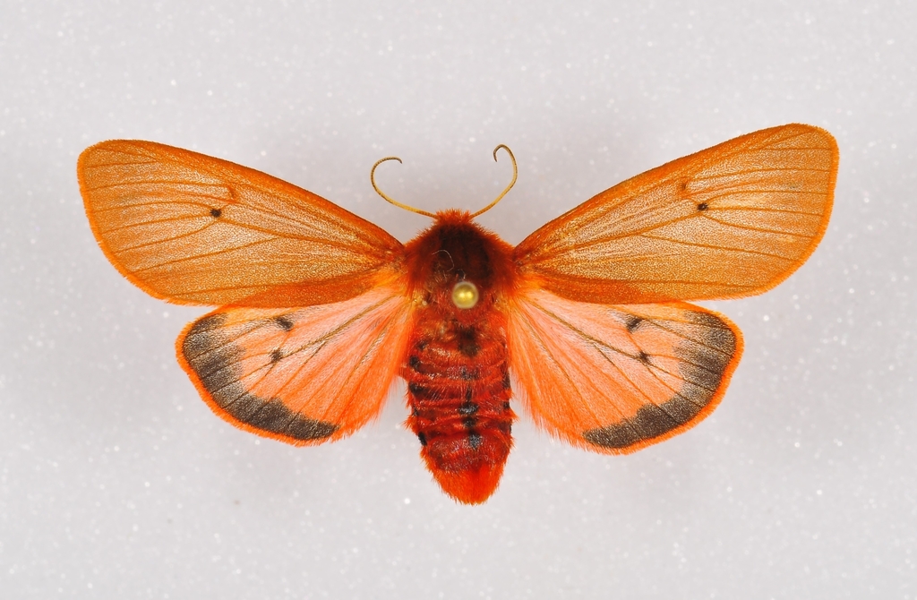 Ruby Tiger Moth from 73420 Mery, France on November 4, 2005 at 04:05 PM ...