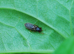 Dimorphopterus pallipes