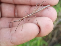 Tetanorhynchini