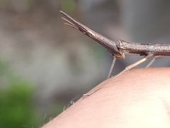 Tetanorhynchini