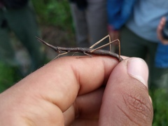 Tetanorhynchini