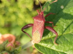 Athaumastus haematicus