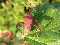 Athaumastus haematicus