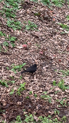 Turdus merula