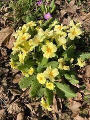 Primula vulgaris