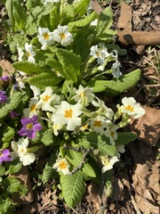 Primula vulgaris