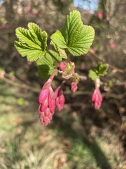 Ribes sanguineum