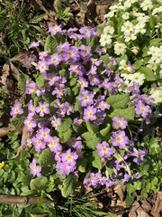 Primula vulgaris