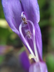 Penstemon cardwellii