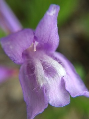 Penstemon cardwellii