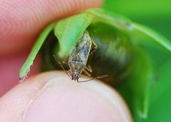 Stictopleurus minutus