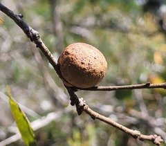 Disholcaspis quercusomnivora