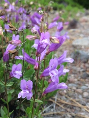 Penstemon cardwellii