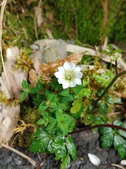 Gentiana flavomaculata yuanyanghuensis