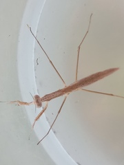 Musoniella