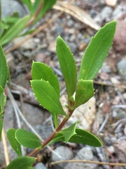 Penstemon cardwellii