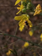 Allograpta