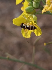 Allograpta