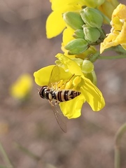 Allograpta