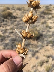 Penstemon angustifolius