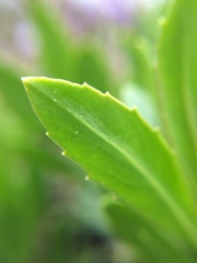 Penstemon cardwellii