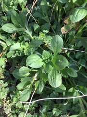 Asteraceae