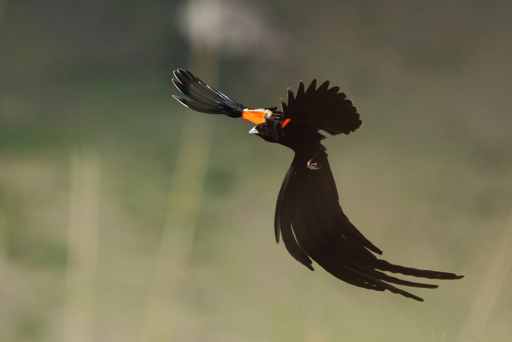 Long-tailed Widowbird photo