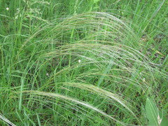 Stipa borysthenica