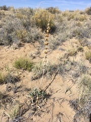 Penstemon angustifolius