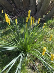 Narcissus cyclamineus