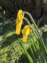 Narcissus cyclamineus